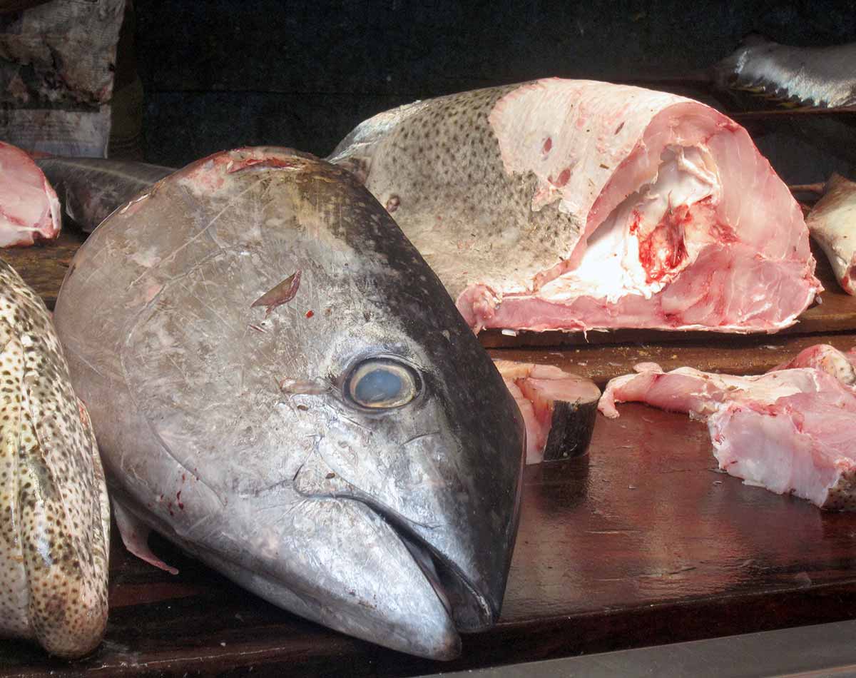 2014-04-Fischhandel-Sri-Lanka